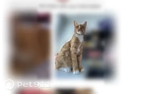 Missing cat Schertz, photo: Lost Cat, South Staples Street, 6433, Corpus Christi, Schertz — male with yellowish green eyes