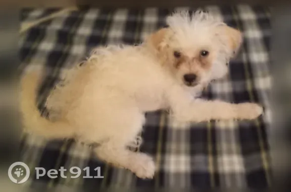 Lost dog, Pennsylvania Street Southeast, 515, Albuquerque — female with a curly white-and-tan coat - photo