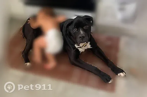 Lost dog, Edgewood Avenue, Knoxville — male black pit bull, 14 years old - photo