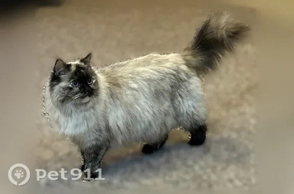Lost cat, Julia Goldbach Avenue, 1556, Bohemia — female, white and fluffy with bright blue eyes - photo