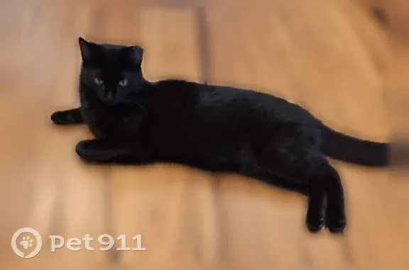 Lost cat, Broadway, 8217, Merrillville, Kansas City — female with a missing piece of her left ear - photo