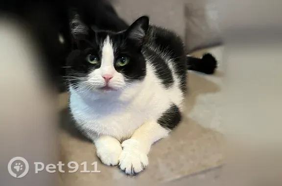 Lost female cat, North Glendale Drive, 1217, Fort Wayne — distinct markings - photo