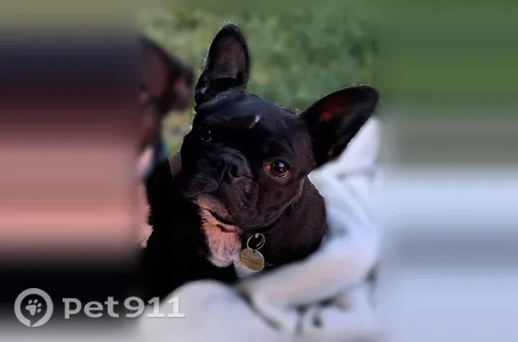 Lost female dog, 115th Avenue Northeast, 25122, Arlington — black French bulldog mix - photo