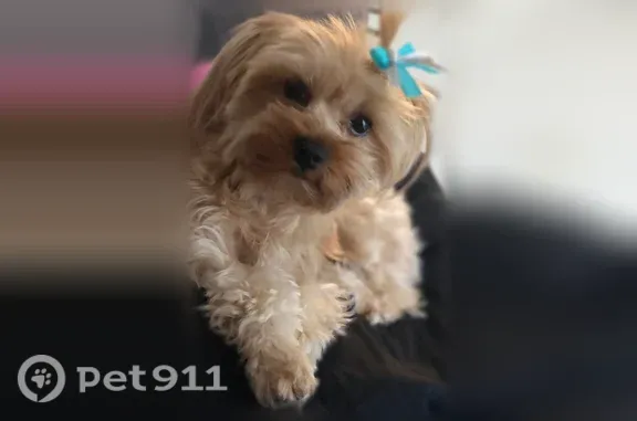 Lost female dog, South Fulton, Georgia, Alpharetta — about 5 pounds - photo