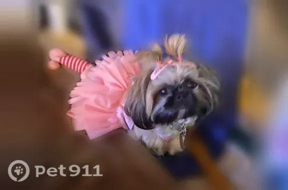 Lost dog, Bahia Drive, 307, Port Isabel — brown with black spot, blue polka-dot dress - photo