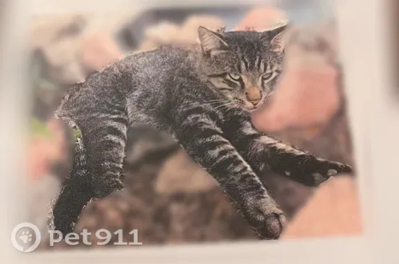 Missing cat Denver, photo: Lost Cat, Colorado Springs, Colorado, Denver — Male Gray and Black Tabby with Big Paws