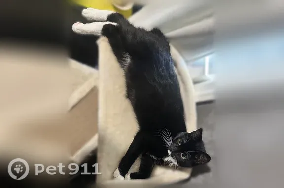 Missing cat Columbus, photo: Lost male cat, Oates Avenue, 4815, Columbus — tuxedo with half tail