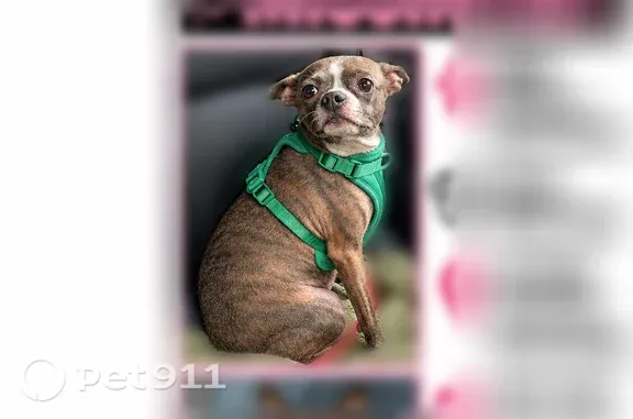 Lost female dog, Carmine Avenue, 4974, Baltimore — small brindle dog with big ears - photo