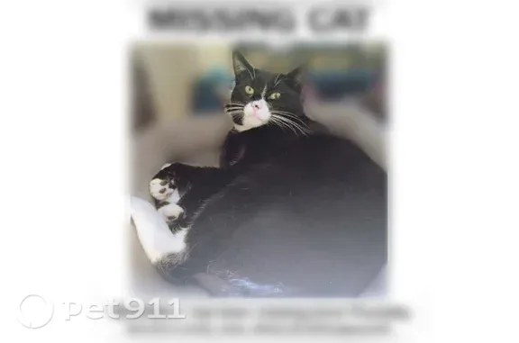 Lost cat, male, Northeast 42nd Avenue, 5444, Portland — white muzzle and pink nose - photo