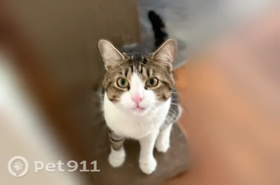 Missing cat Cincinnati, photo: Lost male cat, Dillon Avenue, 1323, Cincinnati — gray tabby with a big fluffy tail