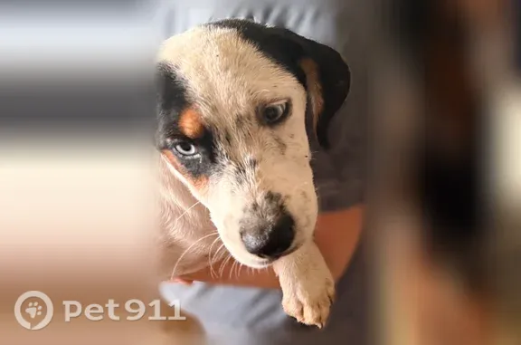 Found dog Adrian, photo: Found dog, Mount Zion Church Road, 46, Adrian — male, very young, with baby blue eyes