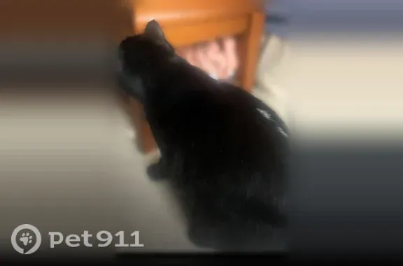 Lost female cat, Lazelle Road, 695, Westerville, Pittsburgh — green eyes - photo