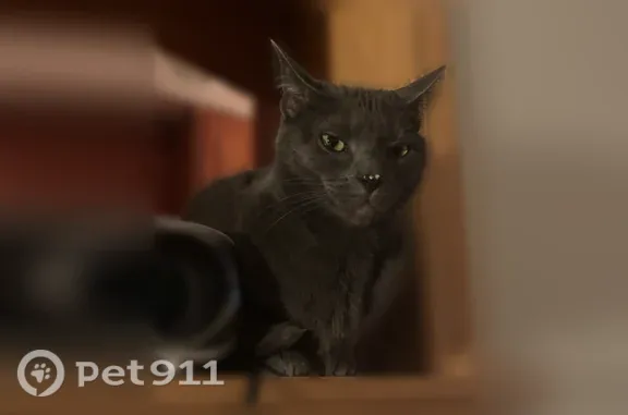 Lost male cat, Adams Avenue, 2250, Saint Albans, Pittsburgh — gray and microchipped - photo