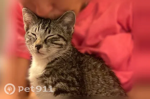 Lost cat, Georgia Avenue, 1304, Perry, Atlanta — female, gray with black stripes - photo