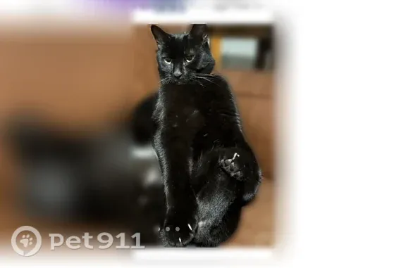 Lost cat, male, West Chenango Drive, Colorado, Morrison — black domestic short-haired, 6 years old - photo