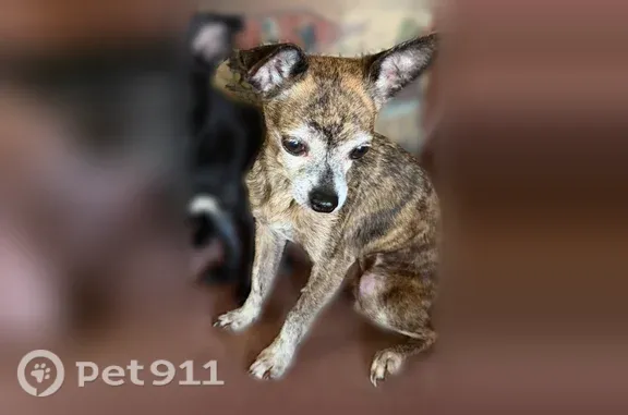 Lost dog, Blaize Avenue, 100, Bay St. Louis — female Chihuahua named Lollipop - photo
