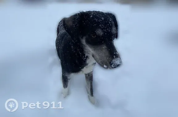 Lost dog, Steve Street, 109, Lafayette — female with white markings on her chest and legs - photo