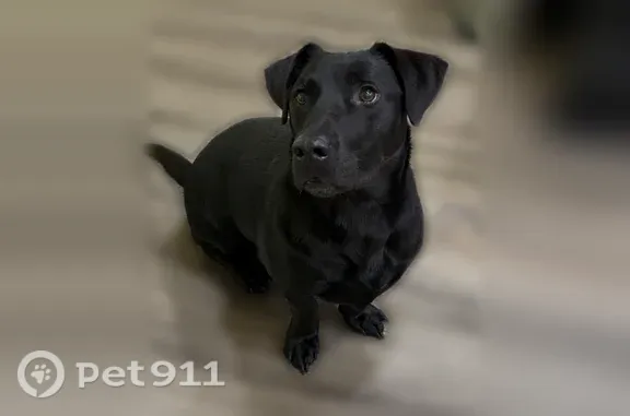 Missing dog Owensboro, photo: Lost dog, Woodcrest Lane, 6184, Owensboro — male black Lab with very short legs