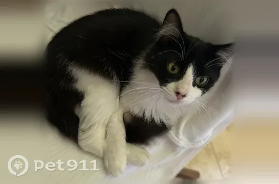 Lost female cat, Dove Creek Trail, 700, Southlake, Southlake — white swoosh on black back - photo