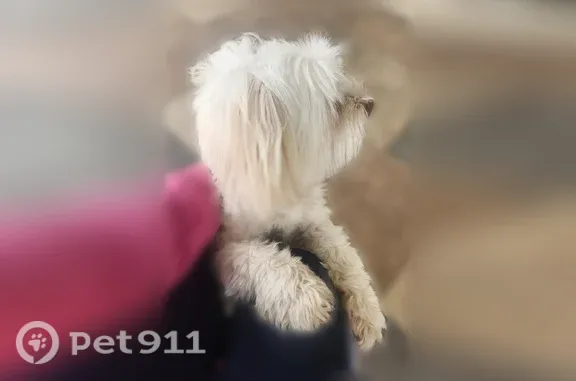 Found dog Los Angeles, photo: Found female dog, Dome Street, 23473, Moreno Valley, Los Angeles — puppy