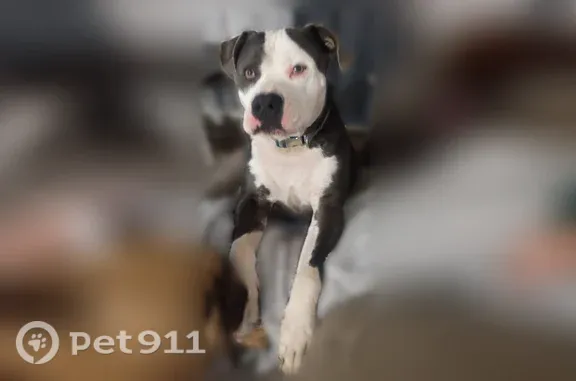 Lost Dog, Deppe Loop Road, 1180, Maysville, New Bern — friendly male American Bulldog - photo