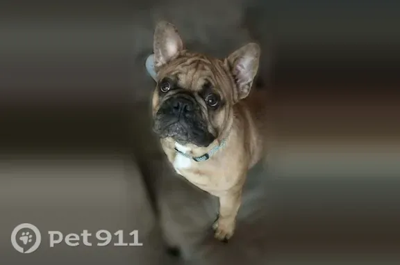 Lost dog, Deppe Loop Road, 1180, Maysville, New Bern — friendly male French bulldog - photo
