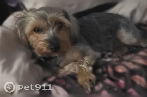 Lost dog, 65th Street Expressway, Sacramento, Arlington — female, medium-size Yorkie - photo