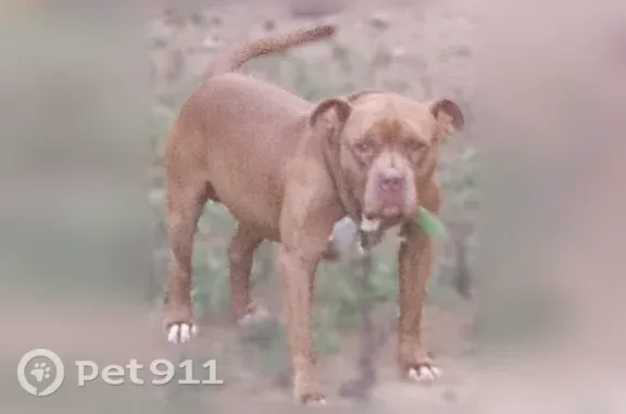 Lost dog, Junior Oaks Road, Virginia, Ashburn — male pit with white paws - photo