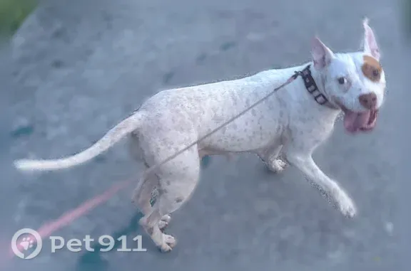 Found dog Miami, photo: Found dog, Northeast 14th Avenue, 11741, Miami — white female with brown patches