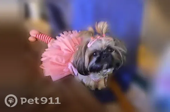 Lost female dog, Bahia Drive, 307, Port Isabel — missing near the Boys and Girls Club - photo