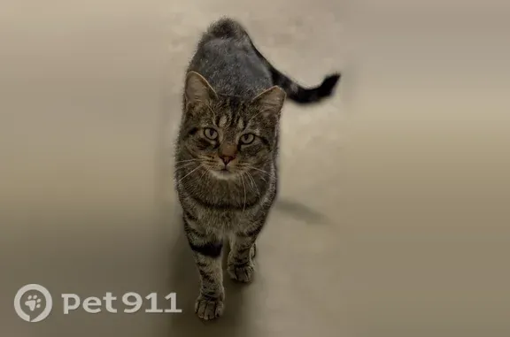 Lost cat, Northeast Sahalee Country Club Drive, 21200, Sammamish — male with a tipped left ear - photo