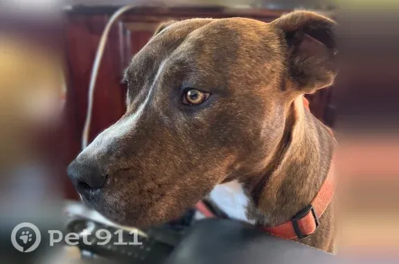 Lost dog, Richard Street, 36029, Lucerne Valley — male brindle terrier/pit mix - photo