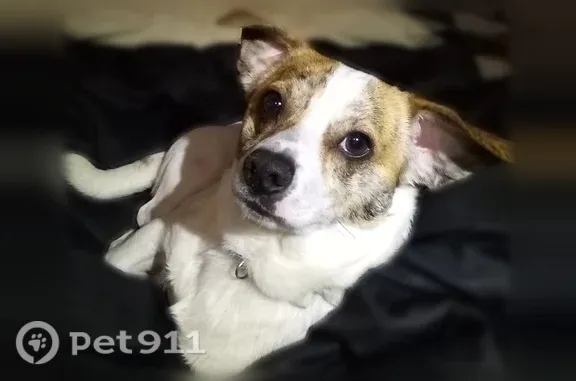 Lost dog, Charlotte — male with stripes around his eyes - photo