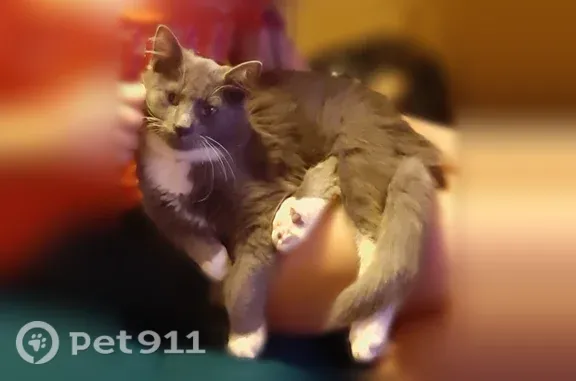 Lost cat, Kellum Loop Road, 1272, Pumpkin Center, Pumpkin Center — male Maine Coon mix with grey-and-white long fur - photo