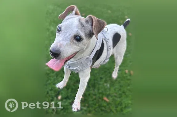 Lost dog, West Pioneer Drive, Irving — small white Jack Russell mix with black spots - photo