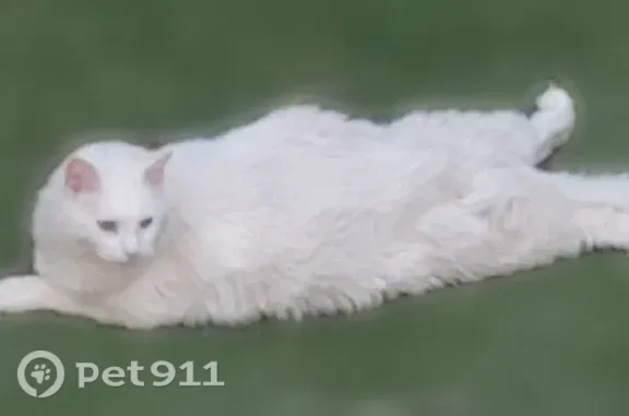 Lost cat, West Chatfield Avenue, 9626, Ken Caryl — chipped, friendly male - photo