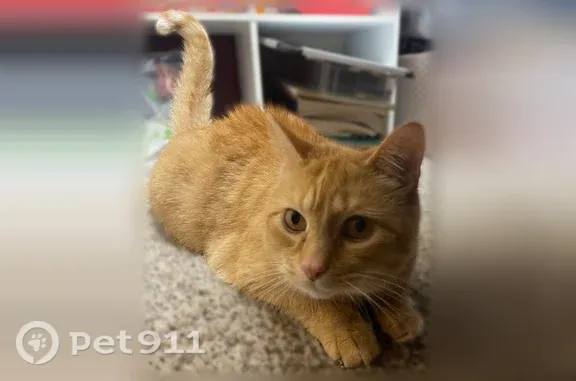 Lost cat, 3rd Street, 11360, Becker — male orange tabby, about 10 years old - photo