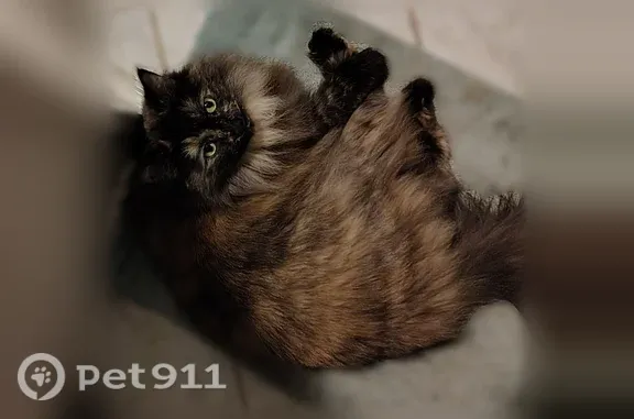Lost cat, Spanish Street, 43, Sutter Creek — female tortoiseshell - photo