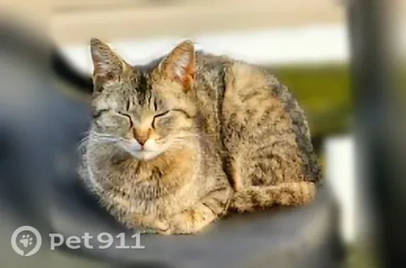Lost cat, Orbit Street, Harrison Township, Mount Clemens — female, 2-year-old tabby - photo