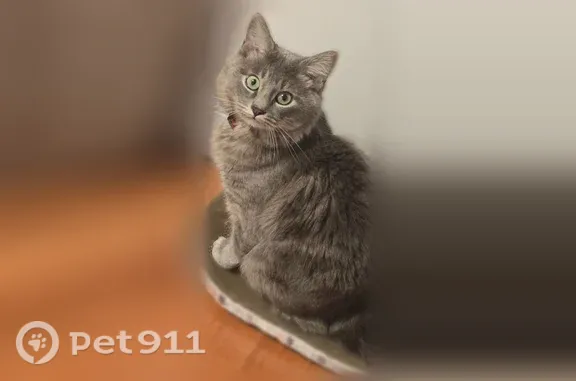 Lost male cat, Bradstreet Avenue, 88, Revere — friendly and calm, green eyes - photo
