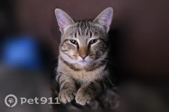 Lost cat, male, Mar Vista Drive, 507, Vista, Vista — tabby with swirled markings - photo