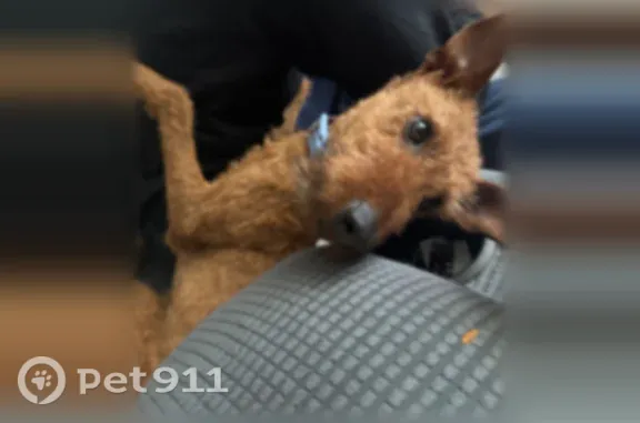 Lost female dog, McCarran Street, 2109, North Las Vegas — brown with a blue Fourth of July collar - photo