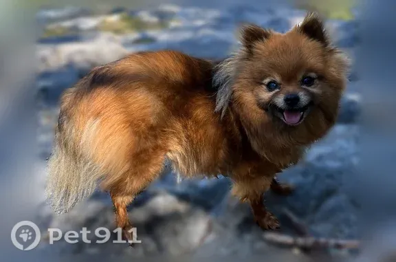 Lost Dog, Branstetter Street, 4329, Dunsmuir — female, old and tiny - photo