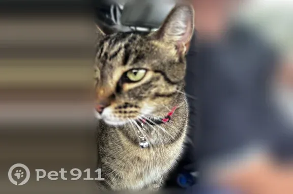 Missing cat Louisville, photo: Lost cat, Alliant Avenue, 1530, Jeffersontown, Louisville — gray tabby slipped out of her harness