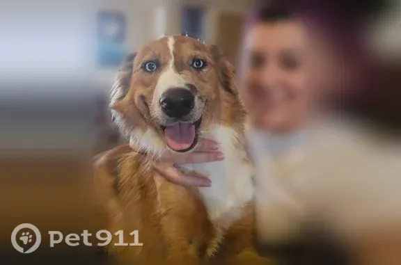 Lost Dog, North Dysart Road, 3135, Avondale, Avondale — female Aussie/German Shepherd mix - photo