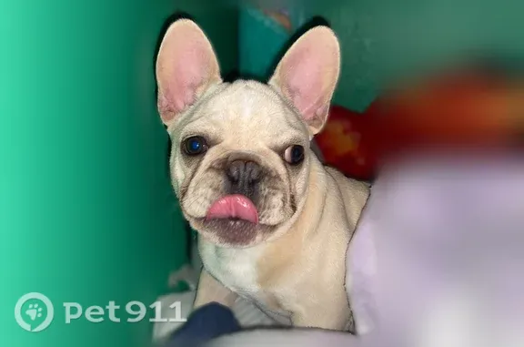 Lost male dog, Worcester Avenue, 1031, Pasadena - photo