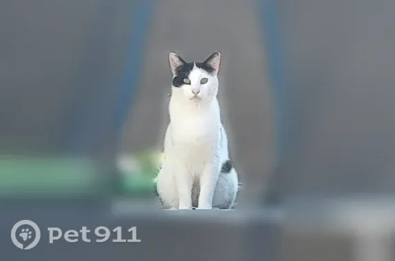 Missing cat Hemet, photo: Lost cat, Dusky Wing Road, 4300, Hemet — black Mohawk and green eyes