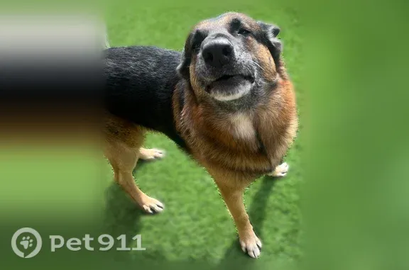 Lost dog, male — West Jomax Road, 16160, Surprise, Surprise — 7-year-old German Shepherd - photo