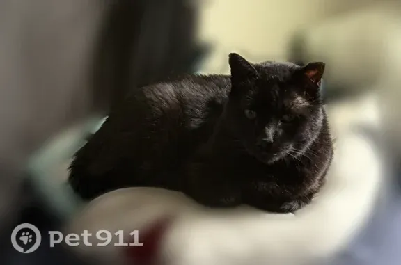 Lost cat, male, West 144th Court, 1134, Westminster, Westminster — two cropped ears - photo