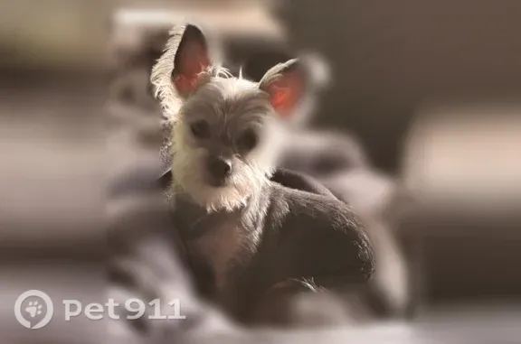 Lost female dog, Harriet Avenue, 25972, Moreno Valley — small and silver-gray - photo